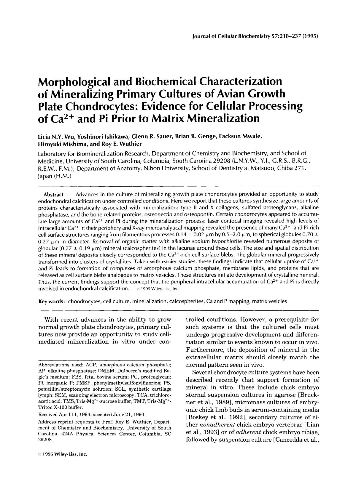 Morphological and biochemical characterization of mineralizing primary cultures of avian growth plate chondrocytes: Evidence for cellular processing of Ca2+ and Pi prior to matrix mineralization by Unknown