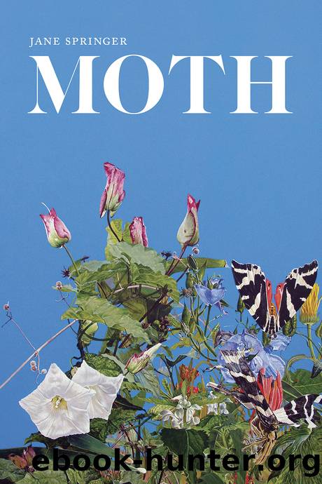 Moth by Jane Springer