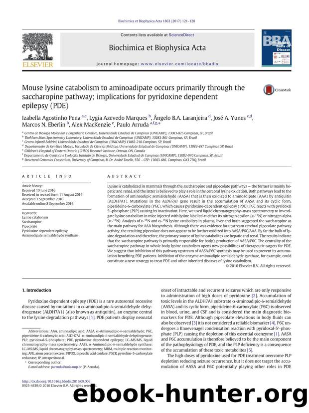 Mouse lysine catabolism to aminoadipate occurs primarily through the saccharopine pathway; implications for pyridoxine dependent epilepsy (PDE) by unknow