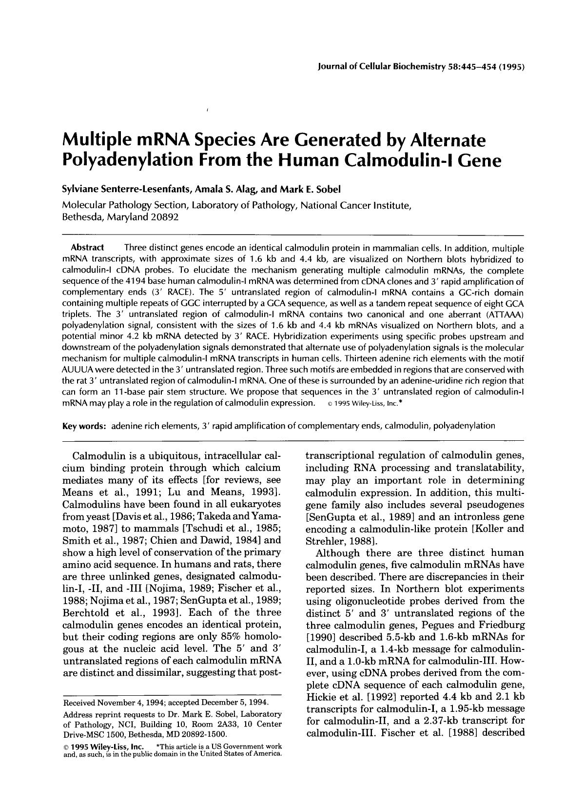 Multiple mRNA species are generated by alternate polyadenylation from the human calmodulin-I gene by Unknown