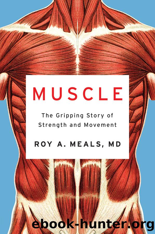 Muscle by Roy A. Meals MD