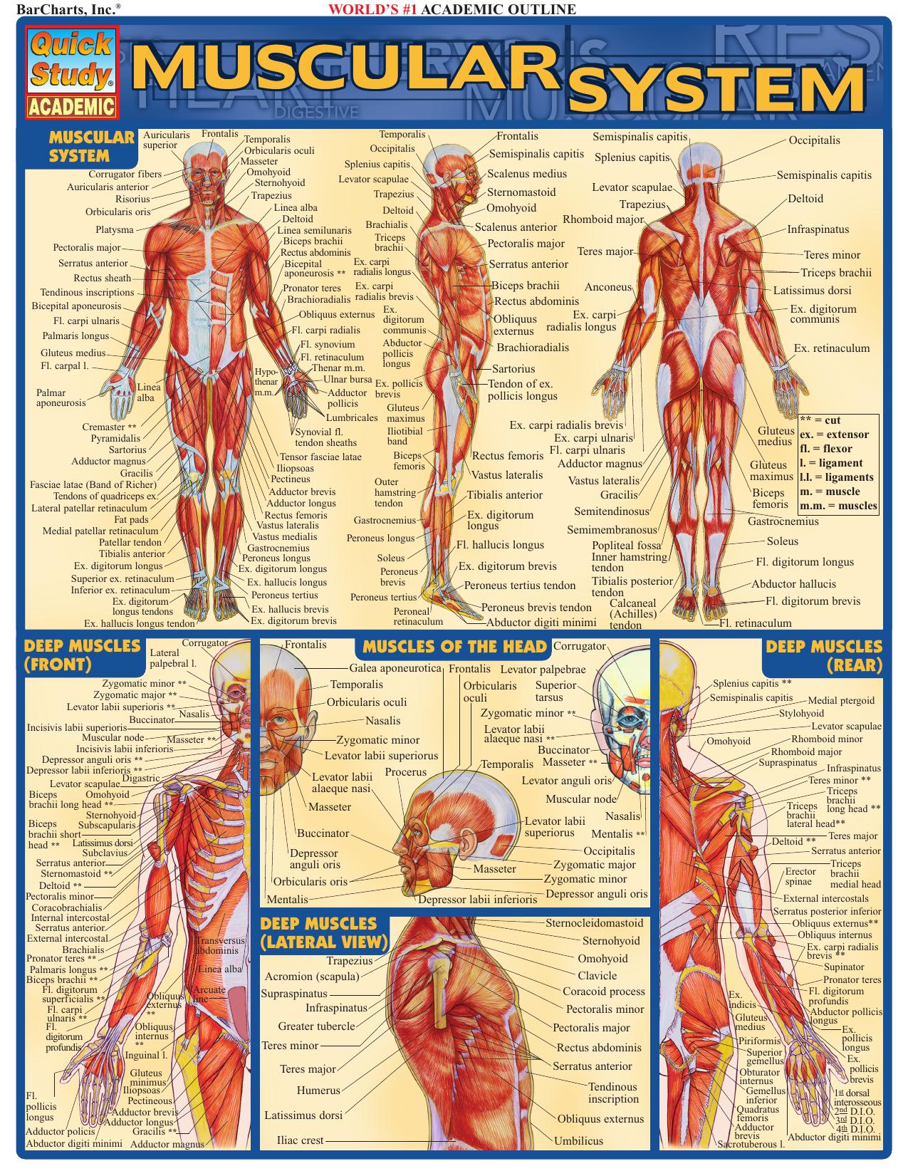 Muscular system by Vincent Perez