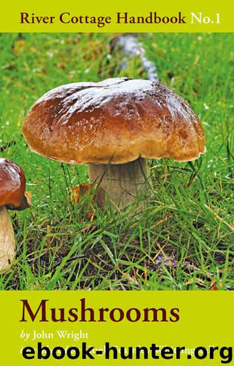 Mushrooms by John Wright