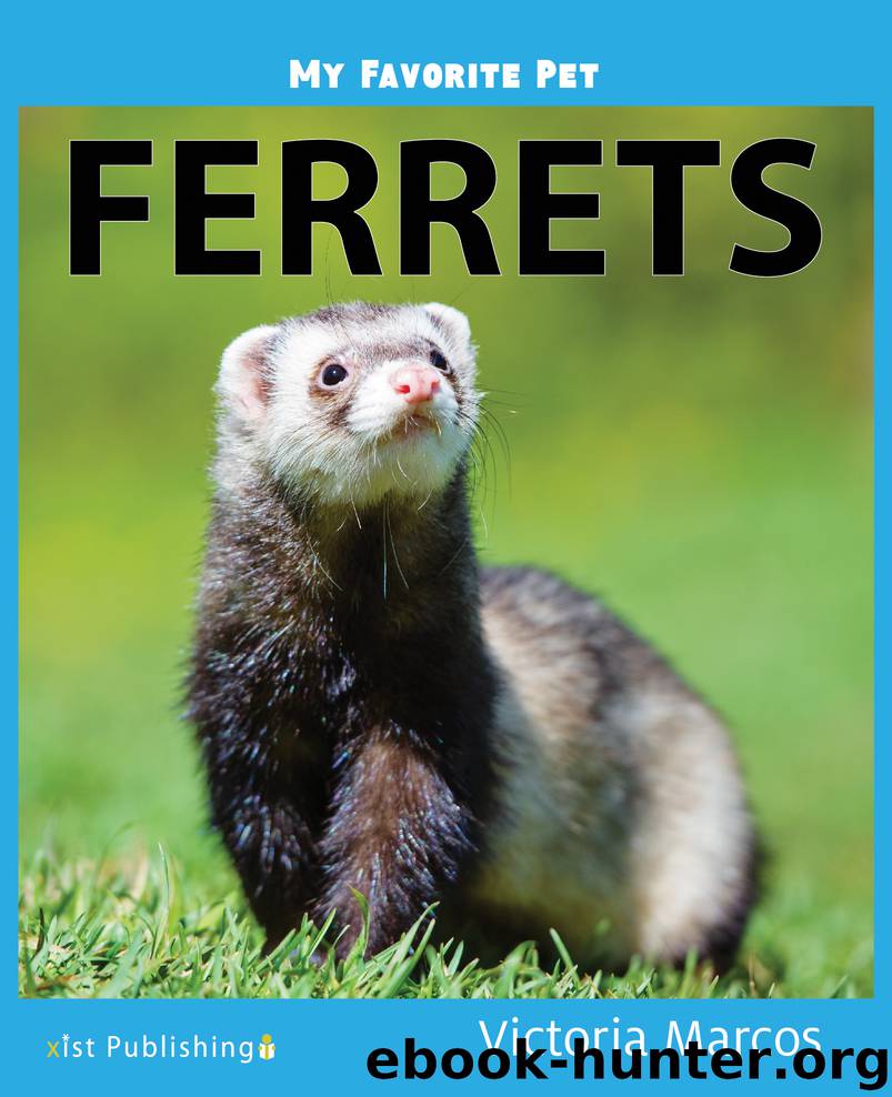 My Favorite Pet: Ferrets by victoria marcos