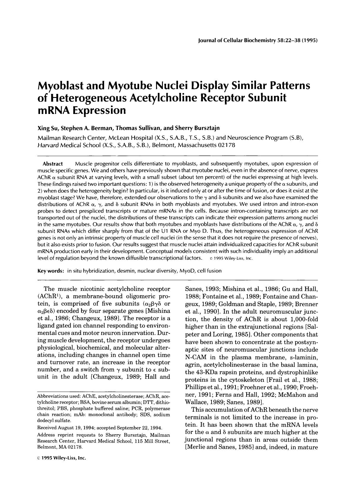 Myoblast and myotude nuclei display similar patterns of heterogneous acetylcholine receptor subunit mRNA expression by Unknown