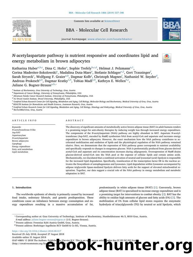 N-acetylaspartate pathway is nutrient responsive and coordinates lipid and energy metabolism in brown adipocytes by unknow