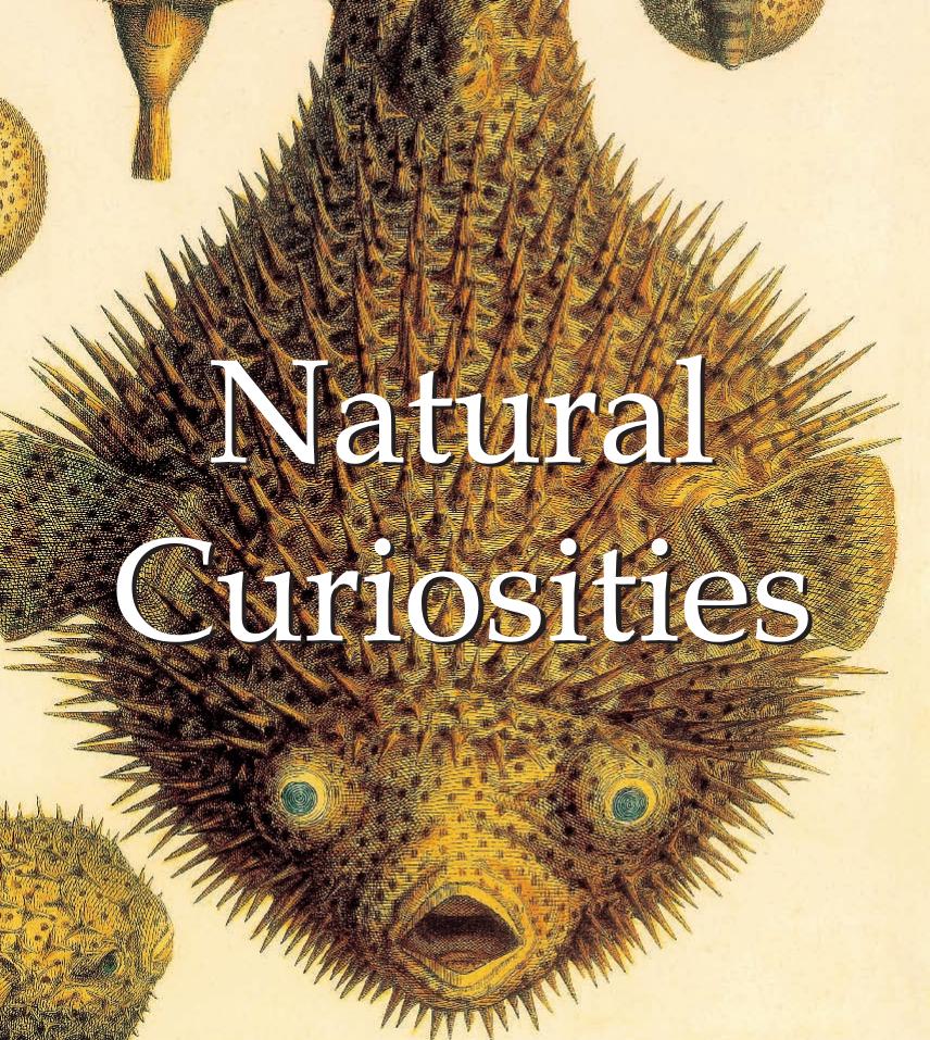 Natural Curiousities (Mega Square Collection) by Unknow