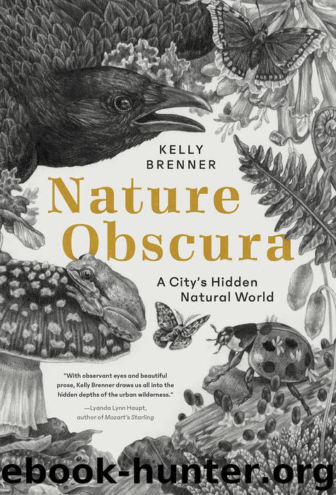 Nature Obscura by Kelly Brenner