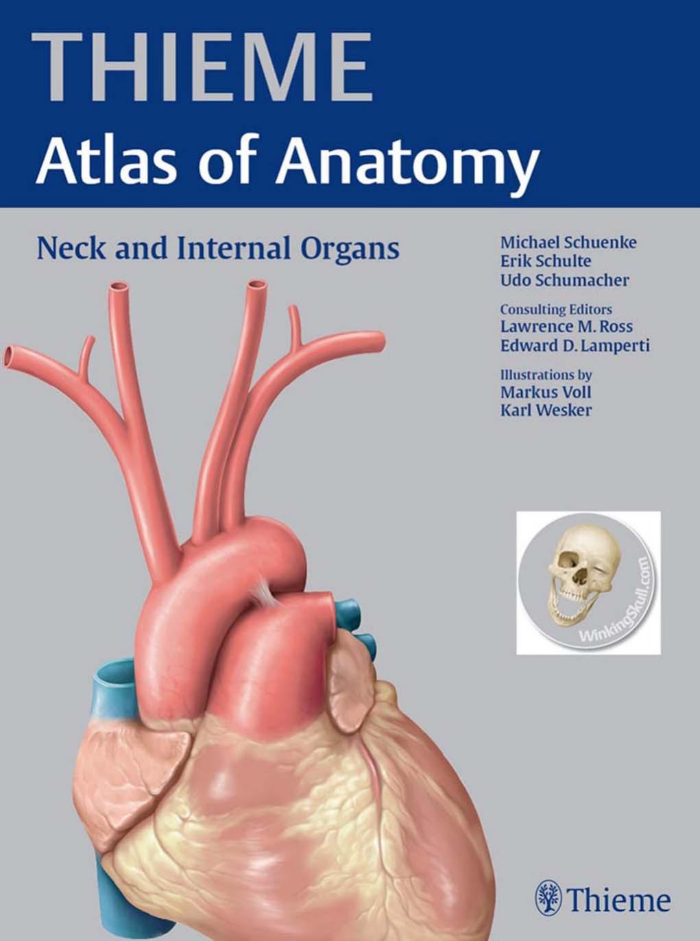 Neck and Internal Organs (THIEME Atlas of Anatomy) by Michael Schuenke