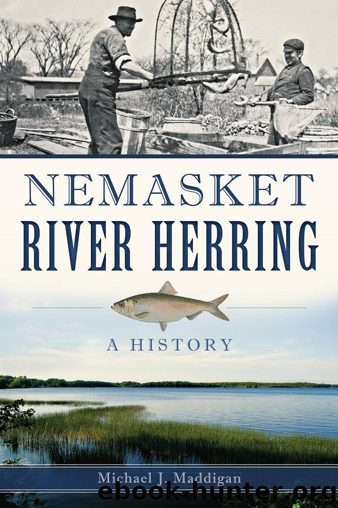 Nemasket River Herring by Michael J. Maddigan