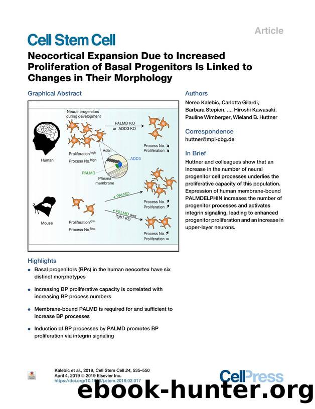 Neocortical Expansion Due to Increased Proliferation of Basal Progenitors Is Linked to Changes in Their Morphology by unknow