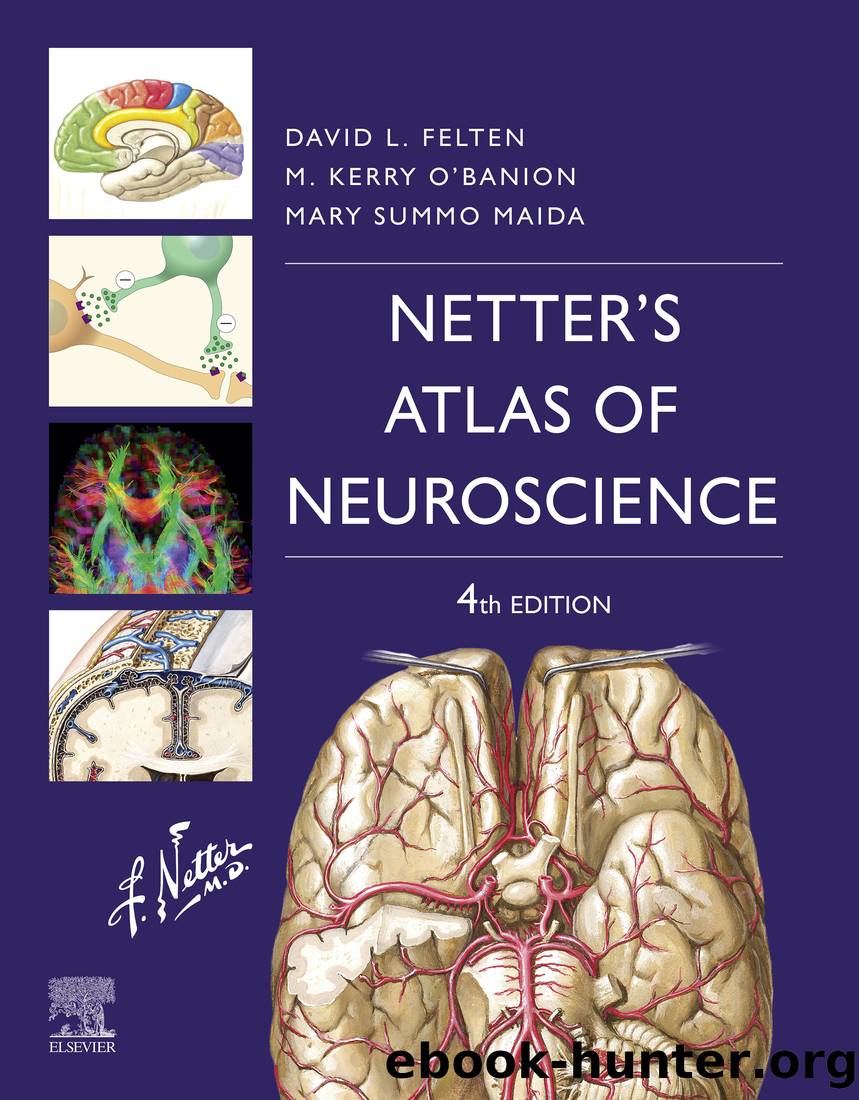 Netter's Atlas of Neuroscience E-Book by unknow