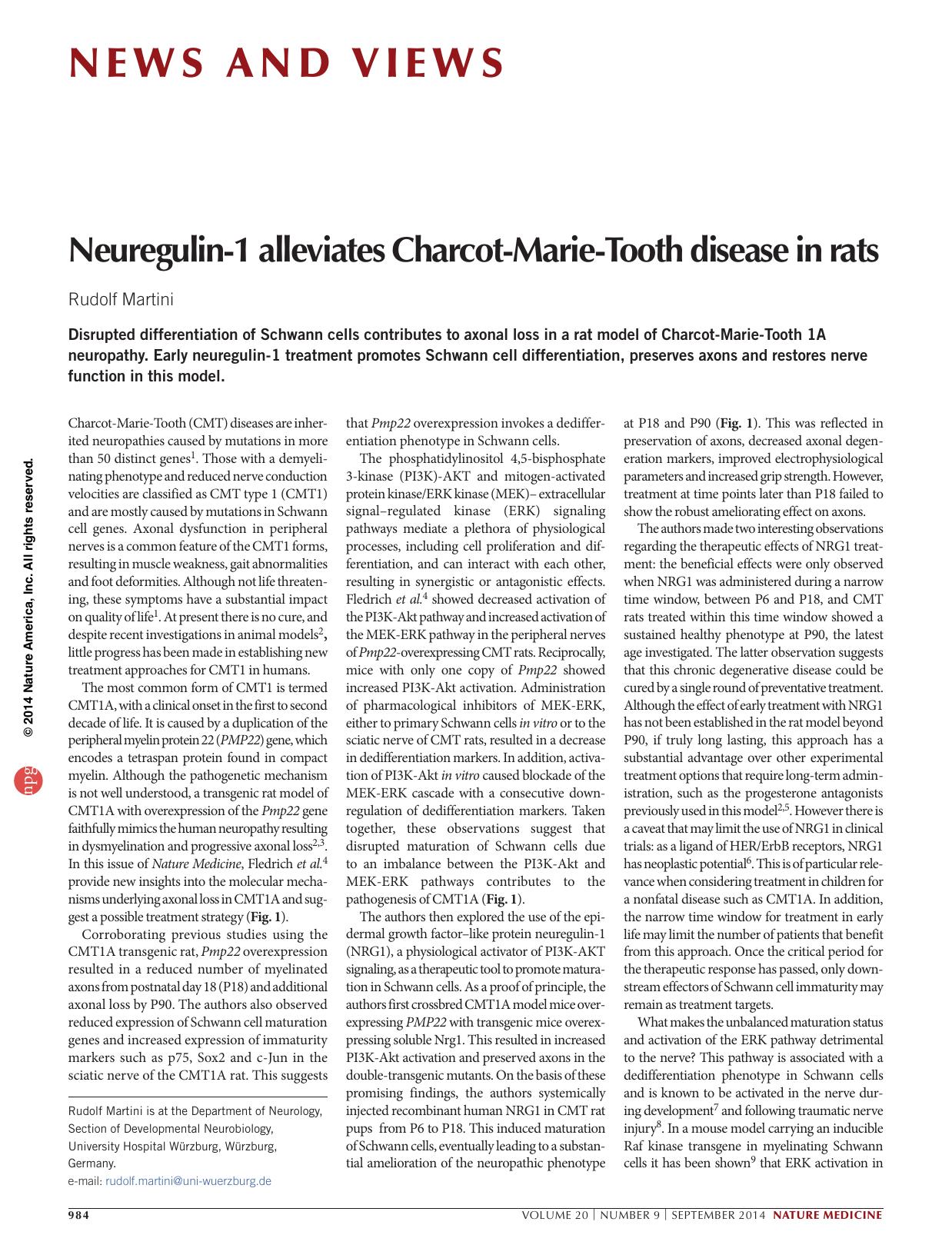 Neuregulin-1 alleviates Charcot-Marie-Tooth disease in rats by Rudolf Martini