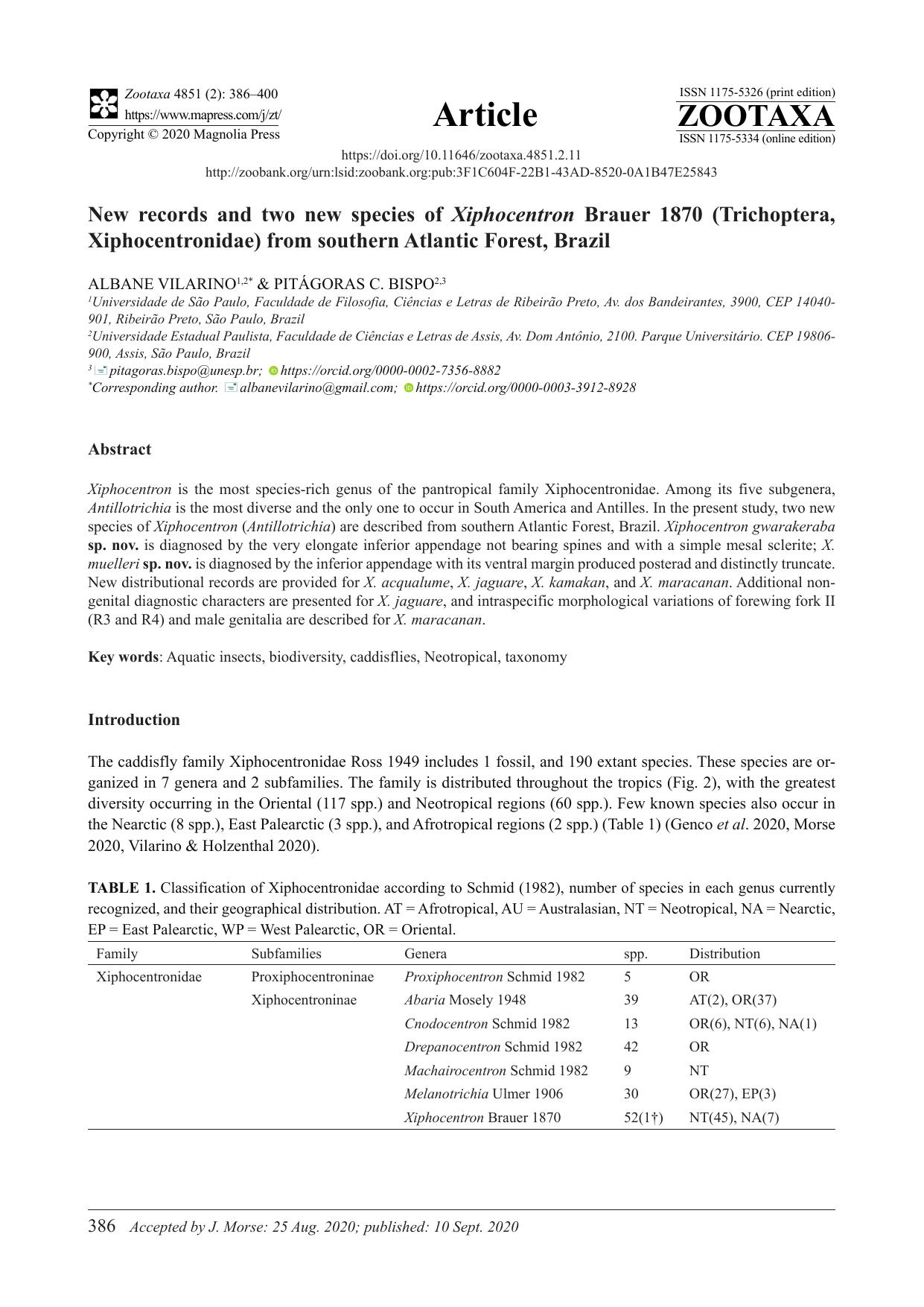 New records and two new species of Xiphocentron Brauer 1870 (Trichoptera, Xiphocentronidae) from southern Atlantic Forest, Brazil by ALBANE VILARINO && PITÁGORAS C. BISPO