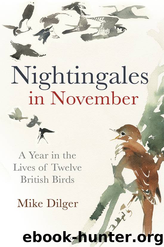 Nightingales in November by Mike Dilger