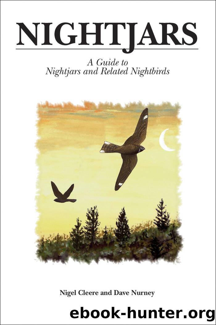Nightjars by Nigel Cleere