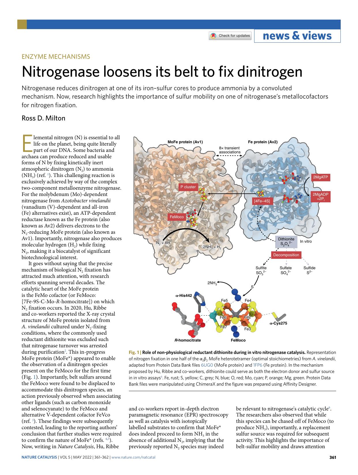 Nitrogenase loosens its belt to fix dinitrogen by Ross D. Milton