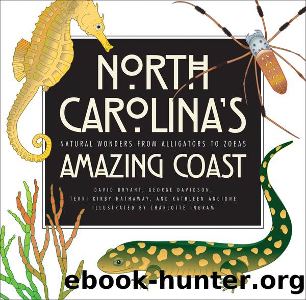 North Carolina's Amazing Coast by unknow