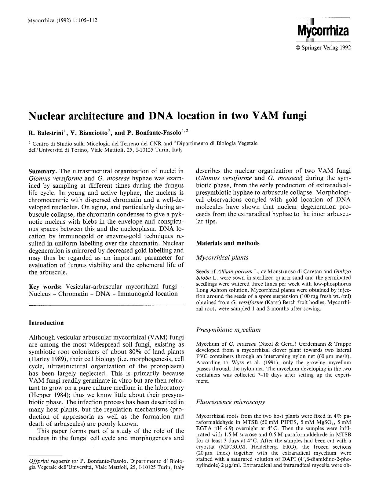 Nuclear architecture and DNA location in two VAM fungi by Unknown