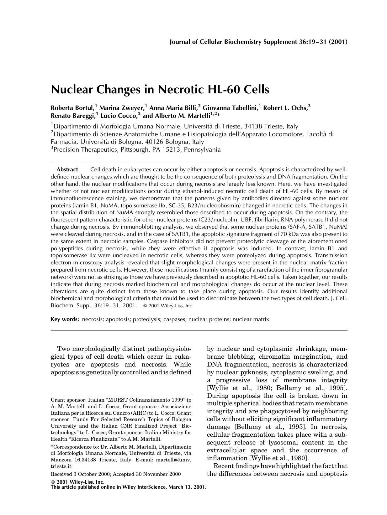 Nuclear changes in necrotic HL-60 cells by Unknown