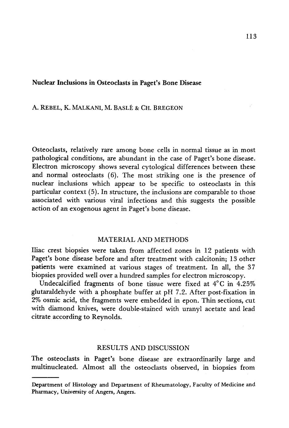Nuclear inclusions in osteoclasts in Paget&#x2019;s bone disease by Unknown