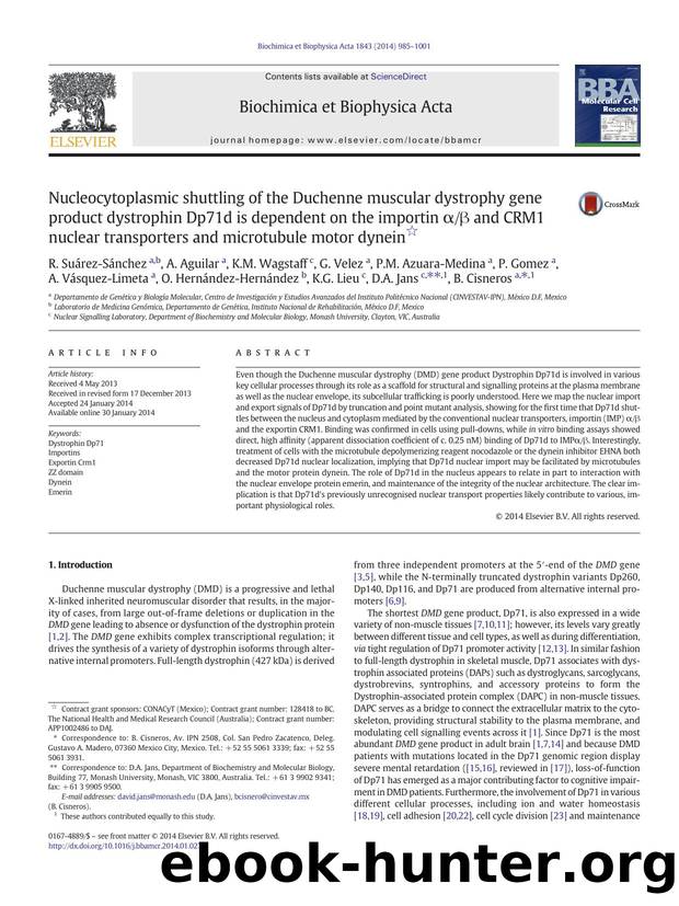 Nucleocytoplasmic shuttling of the Duchenne muscular dystrophy gene product dystrophin Dp71d is dependent on the importin Î±Î² and CRM1 nuclear transporters and microtubule motor dynein by unknow