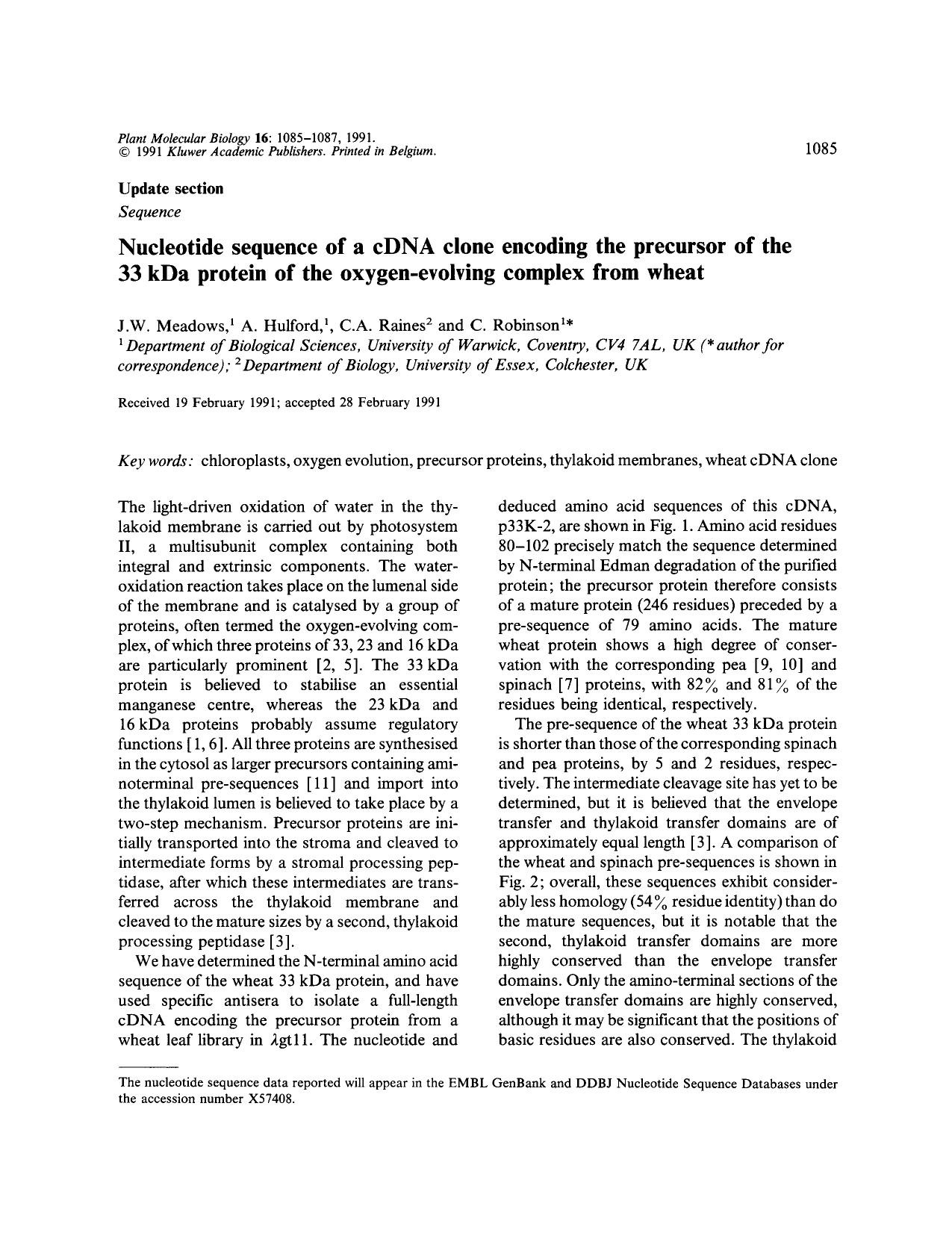 Nucleotide sequence of a cDNA clone encoding the precursor of the 33 kDa protein of the oxygen-evolving complex from wheat by Unknown