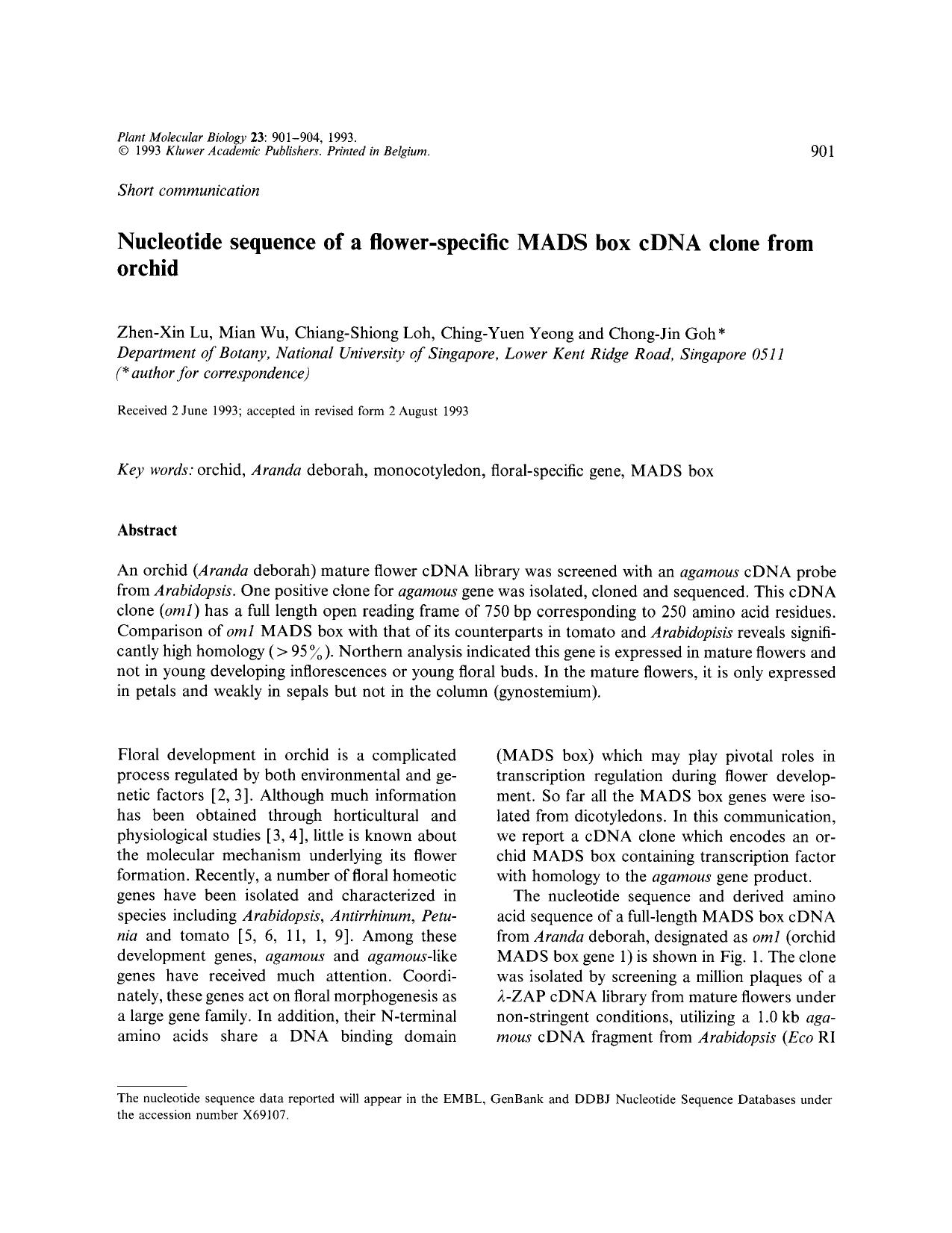 Nucleotide sequence of a flower-specific MADS box cDNA clone from orchid by Unknown