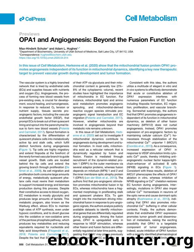 OPA1 and Angiogenesis: Beyond the Fusion Function by Max-Hinderk Schuler & Adam L. Hughes