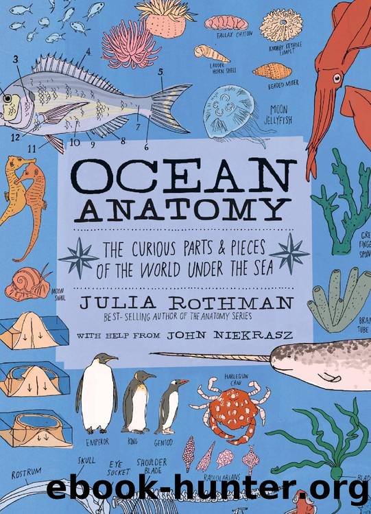 Ocean Anatomy: The Curious Parts & Pieces of the World Under the Sea by Julia Rothman & John Niekrasz