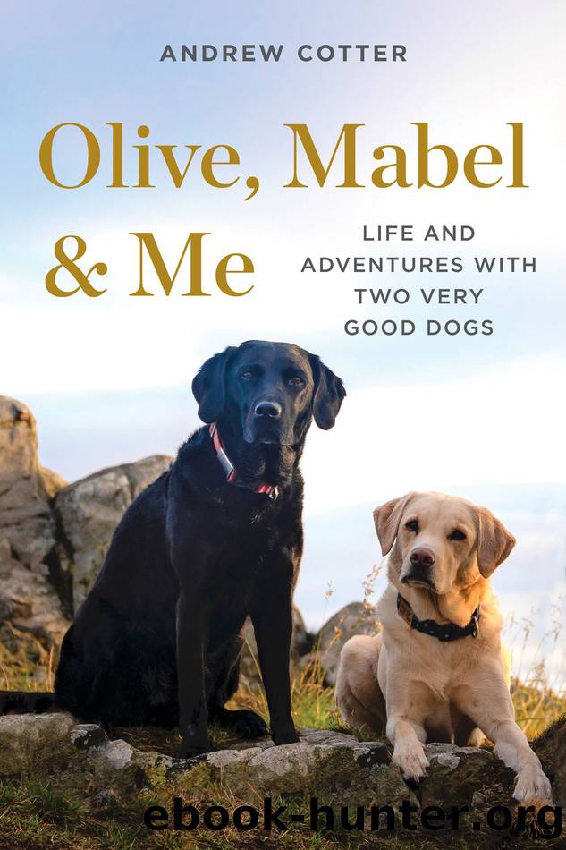 Olive, Mabel & Me by Andrew Cotter