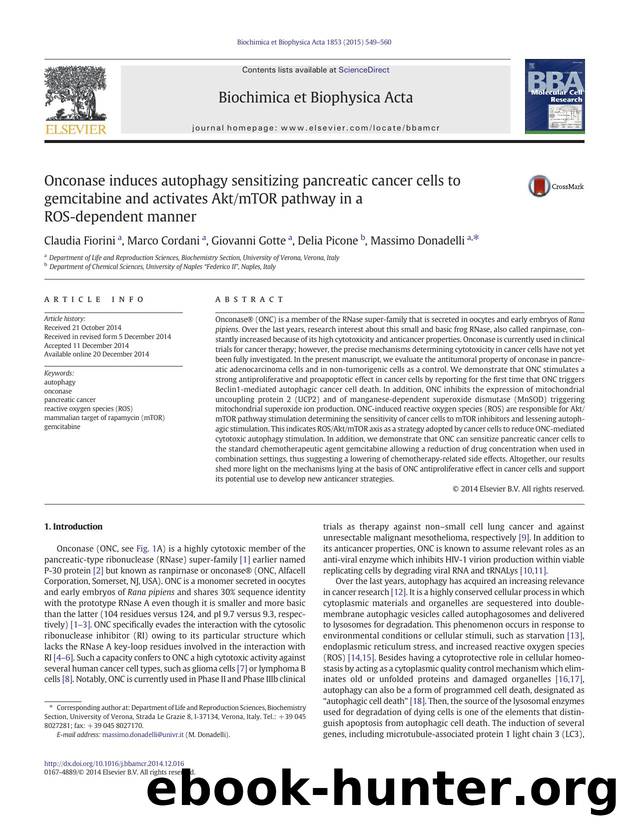 Onconase induces autophagy sensitizing pancreatic cancer cells to gemcitabine and activates AktmTOR pathway in a ROS-dependent manner by Claudia Fiorini & Marco Cordani & Giovanni Gotte & Delia Picone & Massimo Donadelli