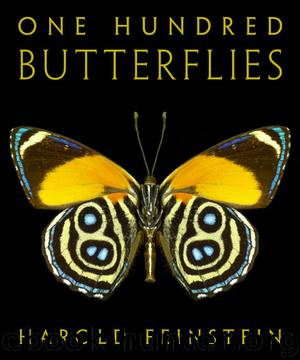 One Hundred Butterflies by Harold Feinstein