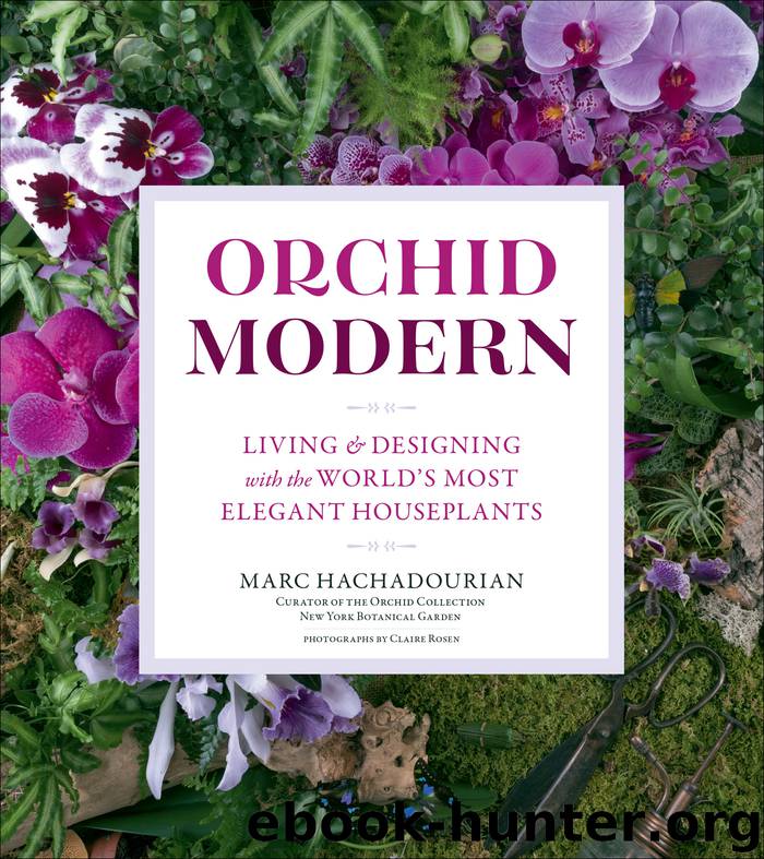 Orchid Modern by Marc Hachadourian