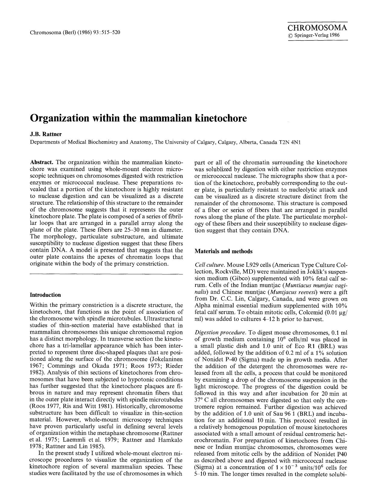 Organization within the mammalian kinetochore by Unknown