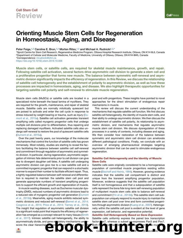 Orienting Muscle Stem Cells for Regeneration in Homeostasis, Aging, and Disease by Peter Feige & Caroline E. Brun & Morten Ritso & Michael A. Rudnicki