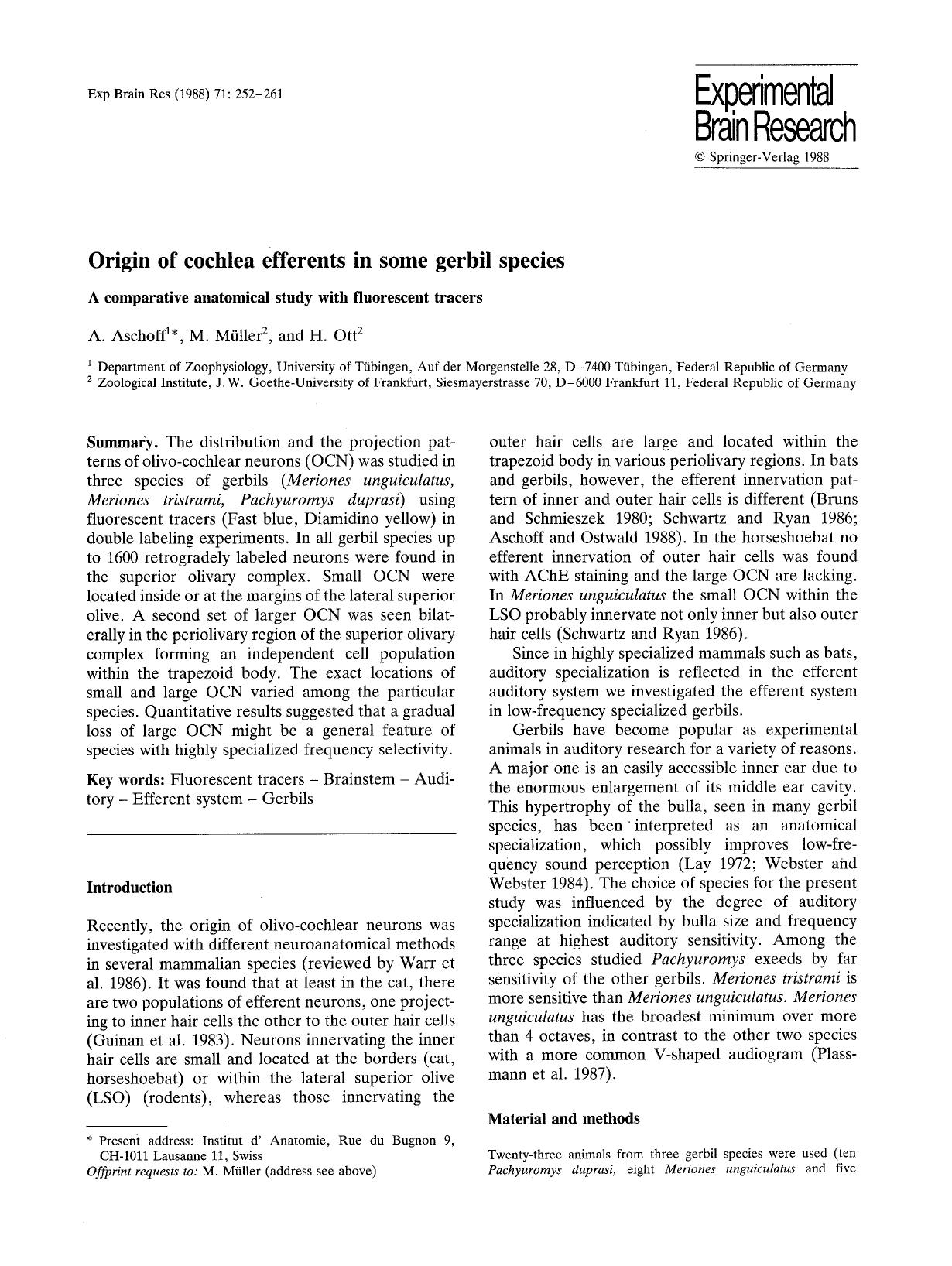 Origin of cochlea efferents in some gerbil species by Unknown