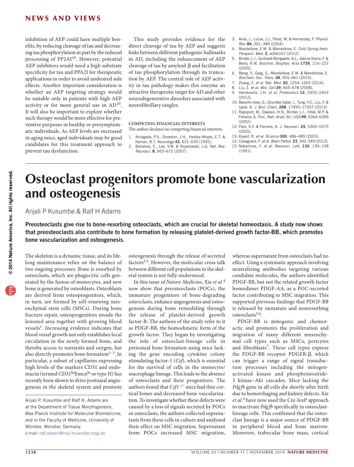 Osteoclast progenitors promote bone vascularization and osteogenesis by Anjali P. Kusumbe & Ralf H. Adams