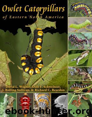 Owlet Caterpillars of Eastern North America by Wagner David L. & Schweitzer Dale F. & Sullivan J. Bolling & Reardon Richard C