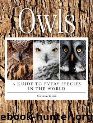 Owls by Marianne Taylor