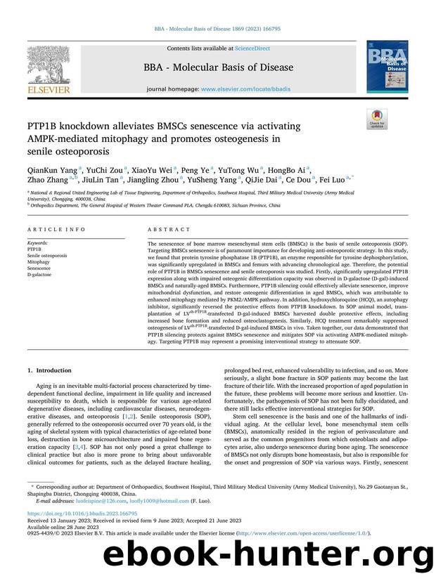 PTP1B knockdown alleviates BMSCs senescence via activating AMPK-mediated mitophagy and promotes osteogenesis in senile osteoporosis by unknow