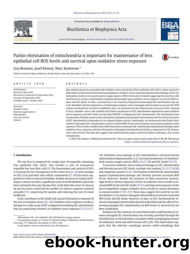 Parkin elimination of mitochondria is important for maintenance of lens epithelial cell ROS levels and survival upon oxidative stress exposure by Lisa Brennan & Josef Khoury & Marc Kantorow