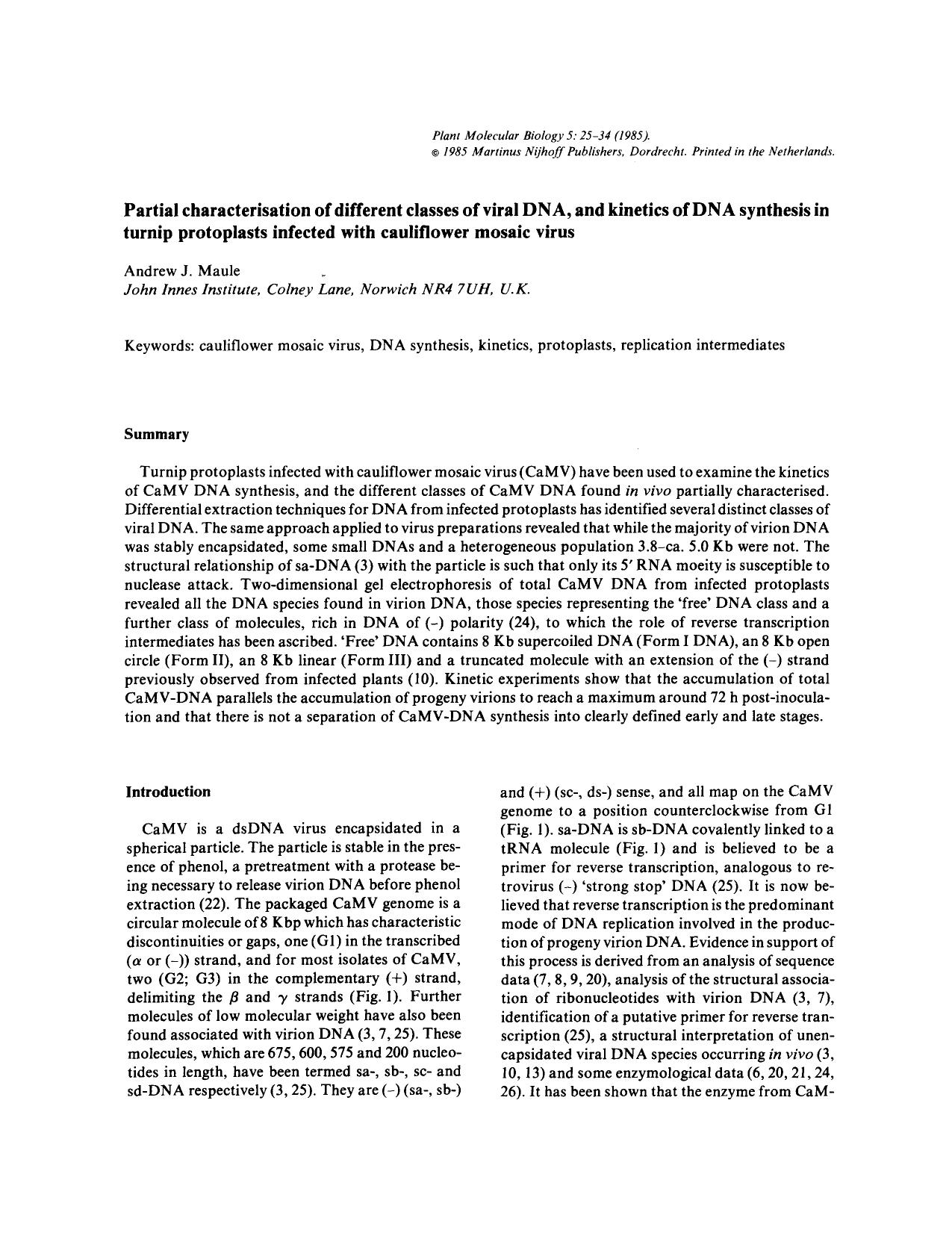 Partial characterisation of different classes of viral DNA, and kinetics of DNA synthesis in turnip protoplasts infected with cauliflower mosaic virus by Unknown