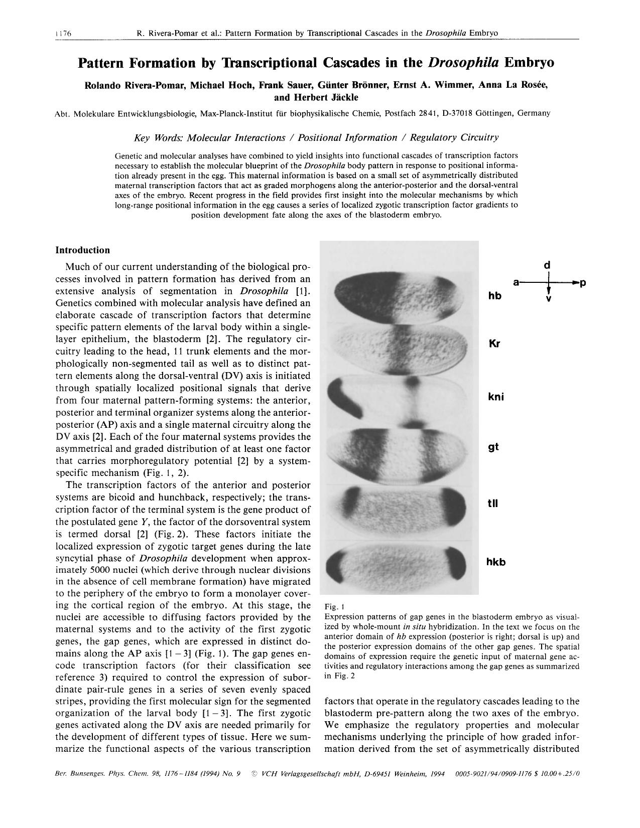 Pattern formation by transcriptional cascades in the Drosophila embryo by Unknown