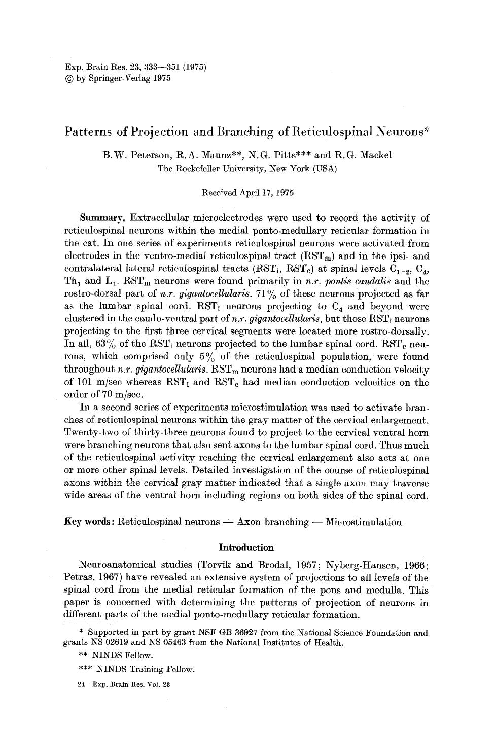 Patterns of projection and branching of reticulospinal neurons by Unknown