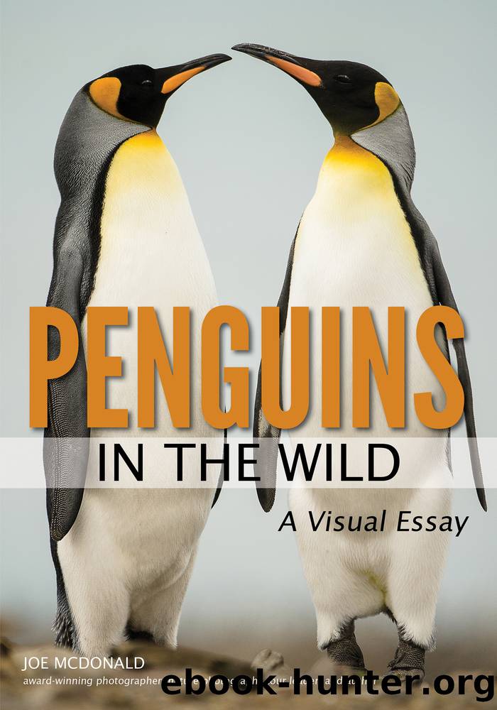 Penguins in the Wild by Joe McDonald