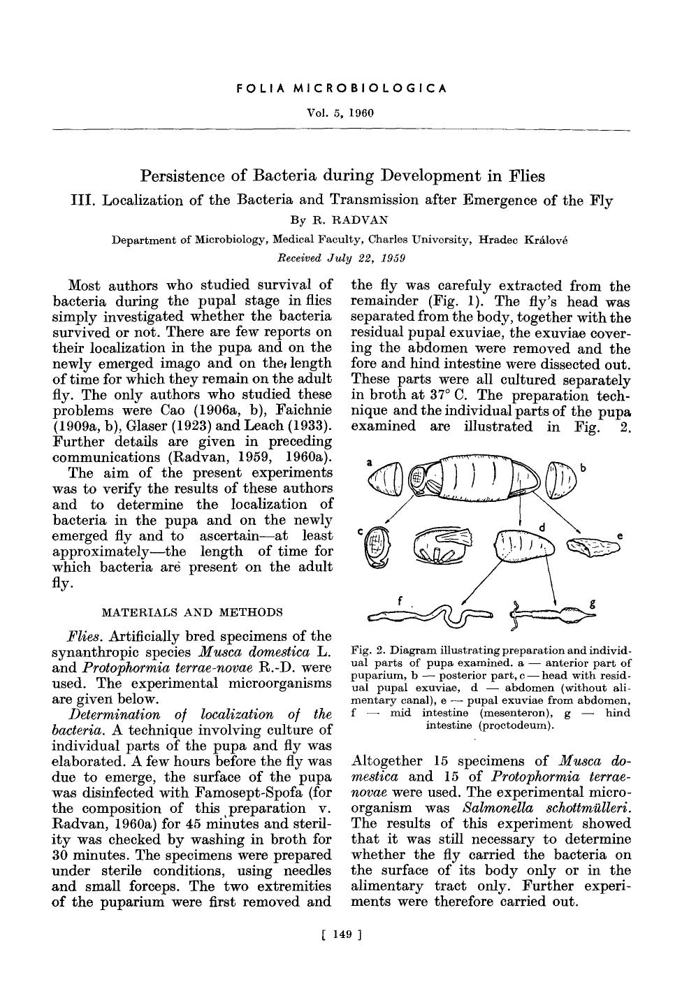 Persistence of bacteria during development in flies by Unknown