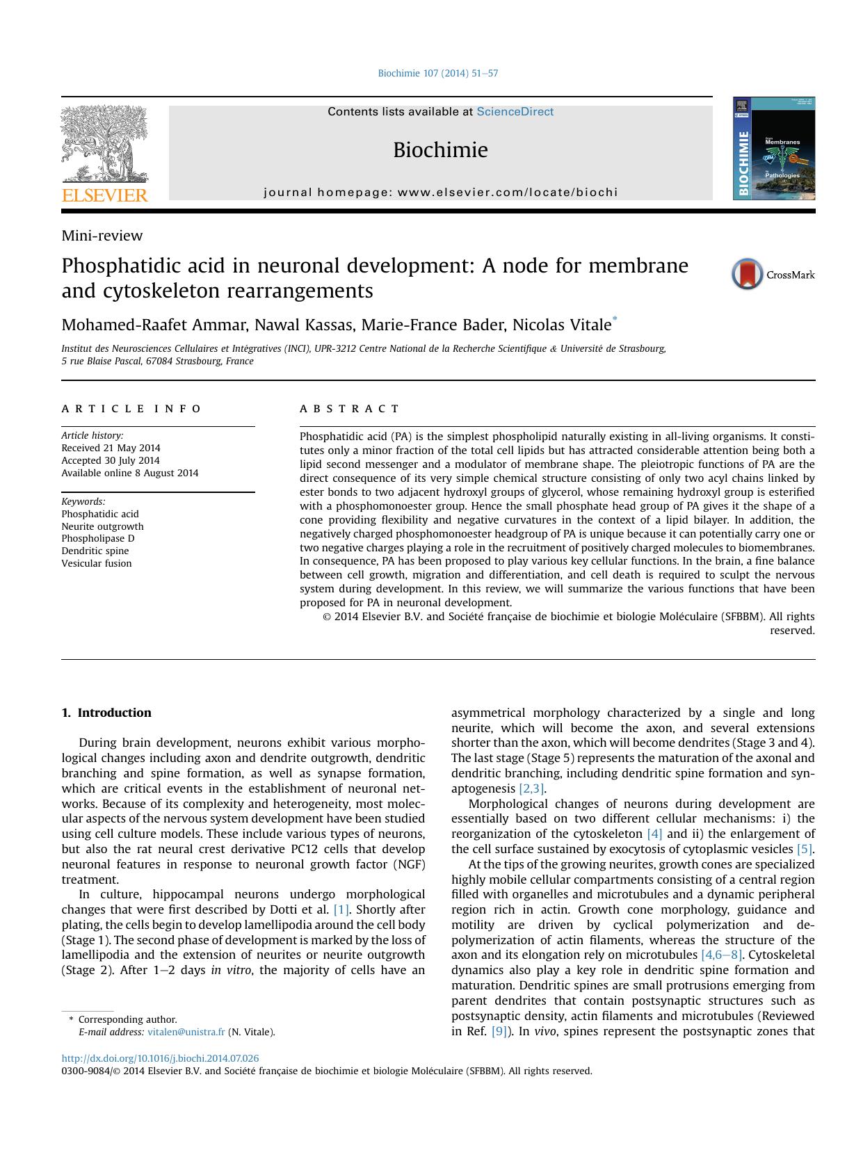 Phosphatidic acid in neuronal development: A node for membrane and cytoskeleton rearrangements by Mohamed-Raafet Ammar & Nawal Kassas & Marie-France Bader & Nicolas Vitale
