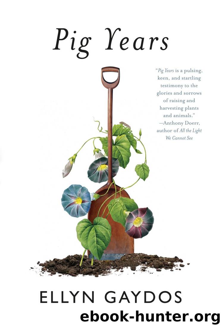 Pig Years by Ellyn Gaydos