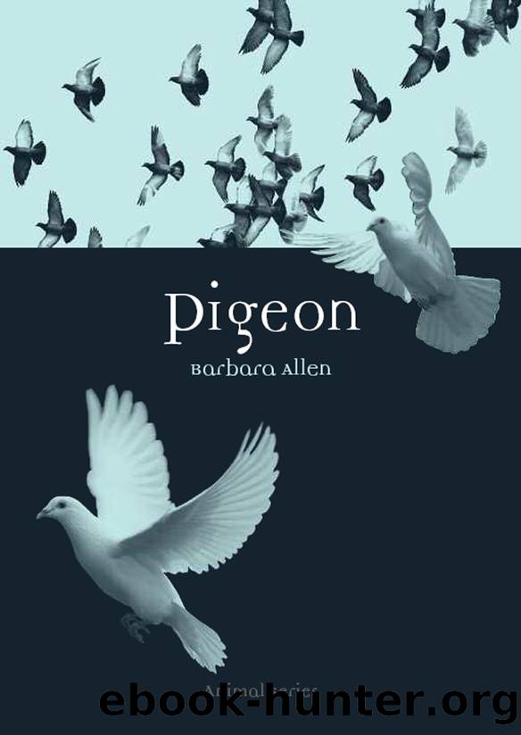 Pigeon by Barbara Allen